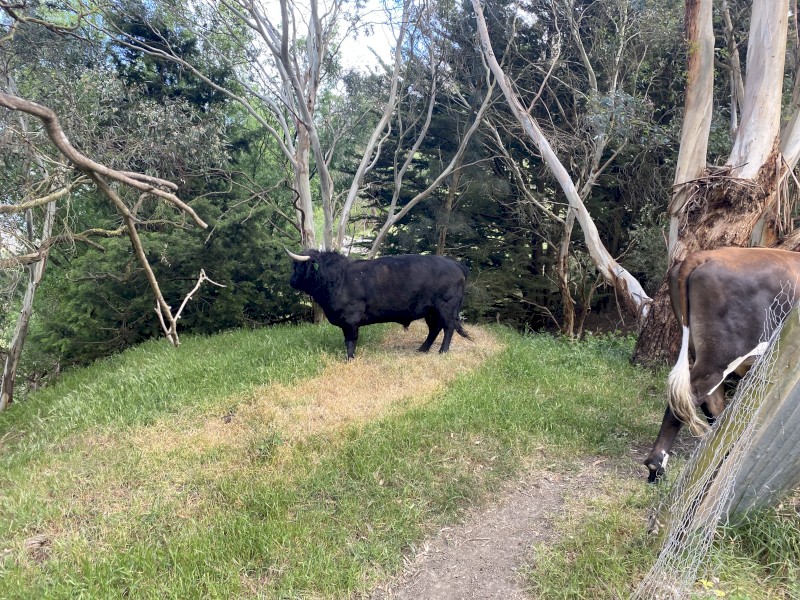 Highland Black Bull 