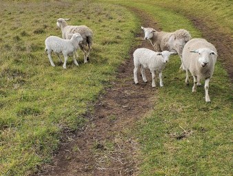 Aussie White Ewes with Lambs at foot