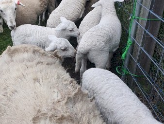 Aussie White Ewes with Lambs at foot