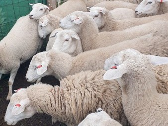 Aussie White Ewes with Lambs at foot