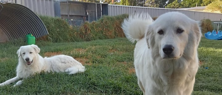Maremma puppies 