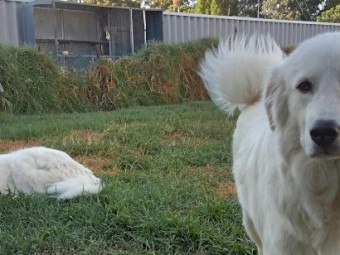 Maremma puppies 