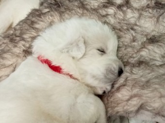 Maremma puppies 