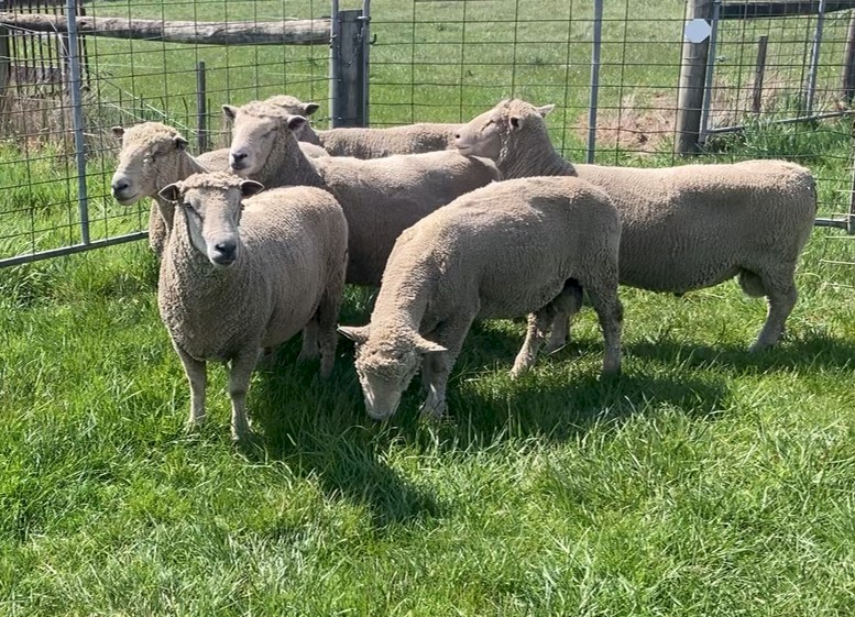 Southdown Stud rams