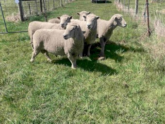 Southdown Stud rams