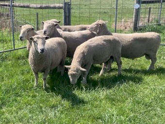 Southdown Stud rams