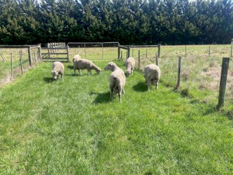 Southdown Stud rams