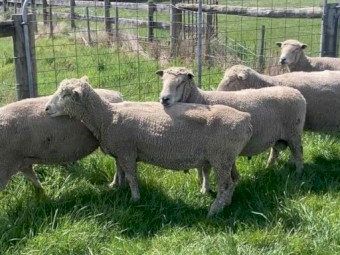 Southdown Stud rams