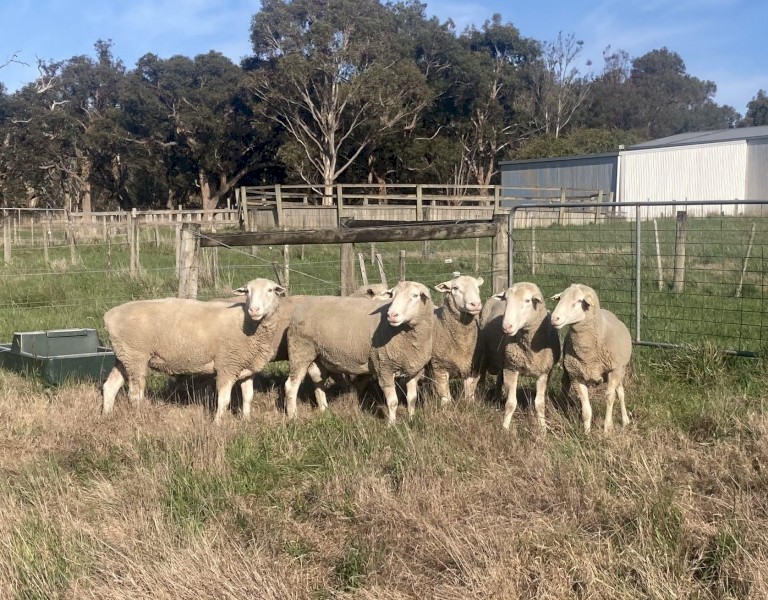 White Suffolk stud rams