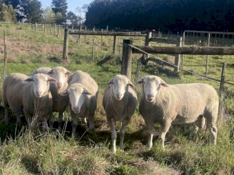 White Suffolk stud rams