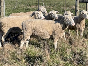 White Suffolk stud rams