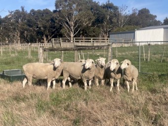 White Suffolk stud rams