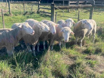 White Suffolk stud rams