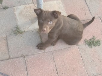 Red female kelpie pup for sale