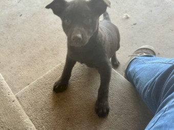Red female kelpie pup for sale