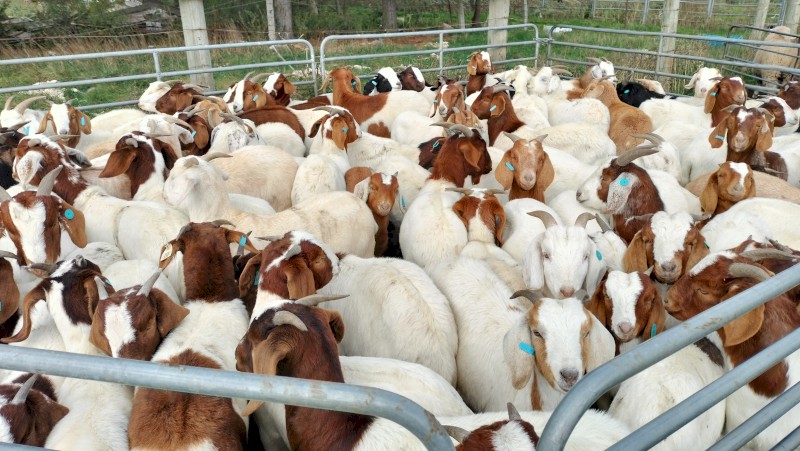 WANTED 100 Wether Meat X Goats