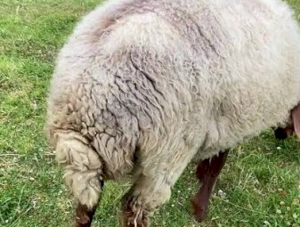 Awassi ewes and lambs