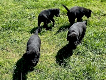 Black Labrador cross Kelpie Puppies