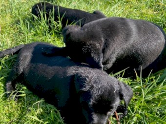 Black Labrador cross Kelpie Puppies