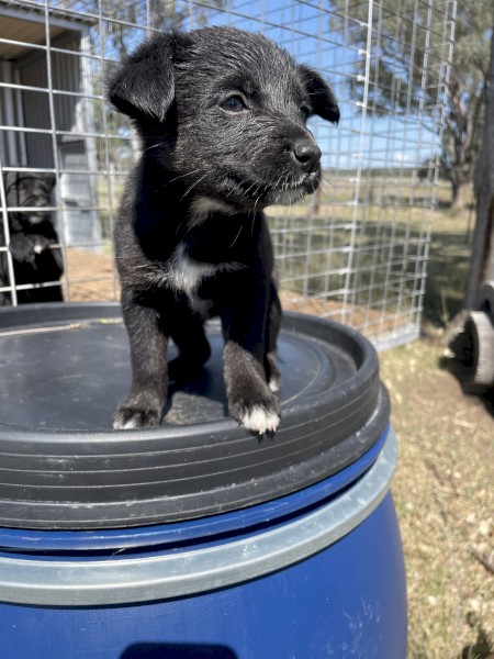 Kelpie pups to give away