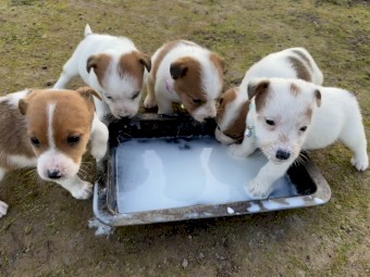 Jack Russell pups for sale 