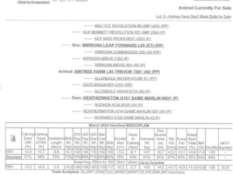 Stud Hereford Bull Aintree Farm T007 Trevor