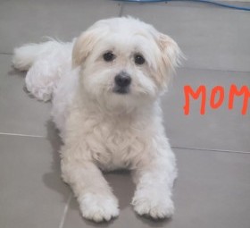 Maltese x pomernarian