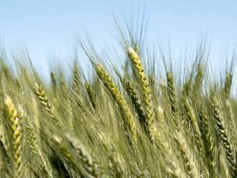 Wheat for silage
