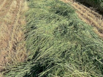 75mt Wheat and Rye Grass Hay 8x4x3 Bales