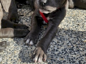 American staffies Andonas bloodline 