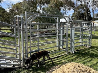 Arrow Crush, Draft and Ramp