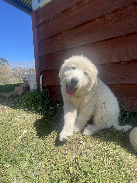 Maremma Pups