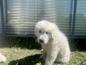 Maremma Pups