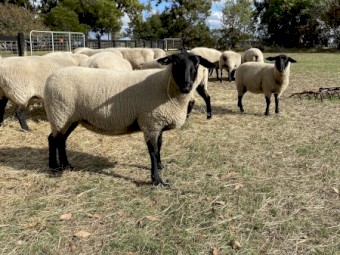 Young Suffolk ewes 