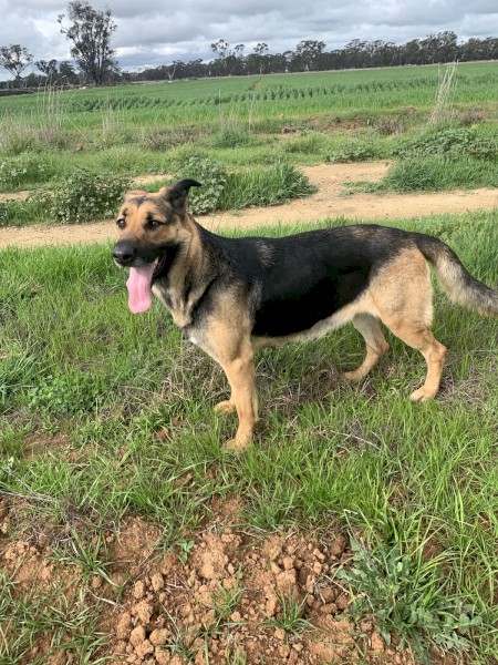 German Shepherds for sale