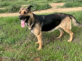 German Shepherds for sale