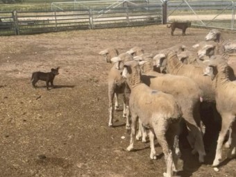 Red female kelpie pup for sale