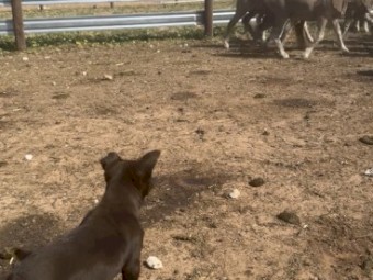 Red female kelpie pup for sale