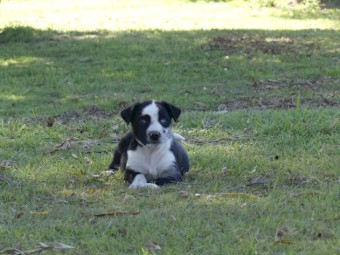 Purebred Koolie Pups x 7