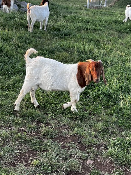 Commercial Boer Bucks x 4