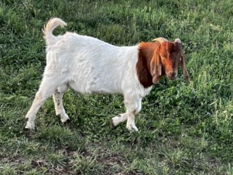 Commercial Boer Bucks x 4