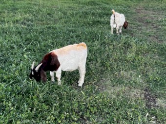 Commercial Boer Bucks x 4