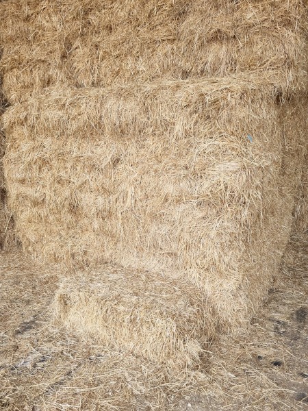 Rye and Clover Grass Hay with 20% Lucerne Small Squares in packs of 14 ...