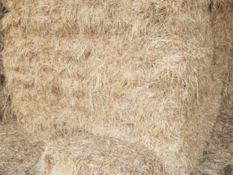 Rye and Clover Grass Hay with 20% Lucerne Small Squares in packs of 14