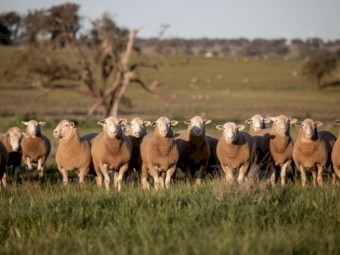 White Suffolk flock rams