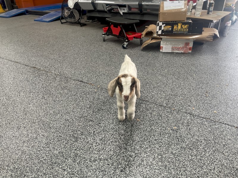 FREE Goat Boy Only 1 1/2 Weeks Old