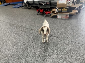 FREE Goat Boy Only 1 1/2 Weeks Old