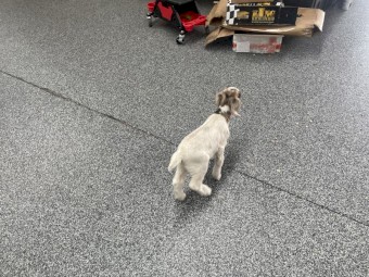 FREE Goat Boy Only 1 1/2 Weeks Old