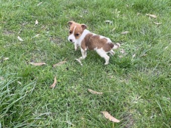 Jack Russell pups for sale 