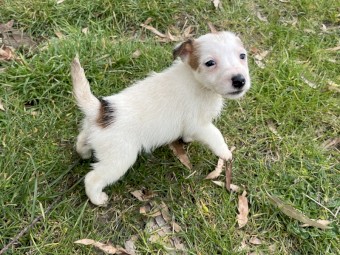 Jack Russell pups for sale 